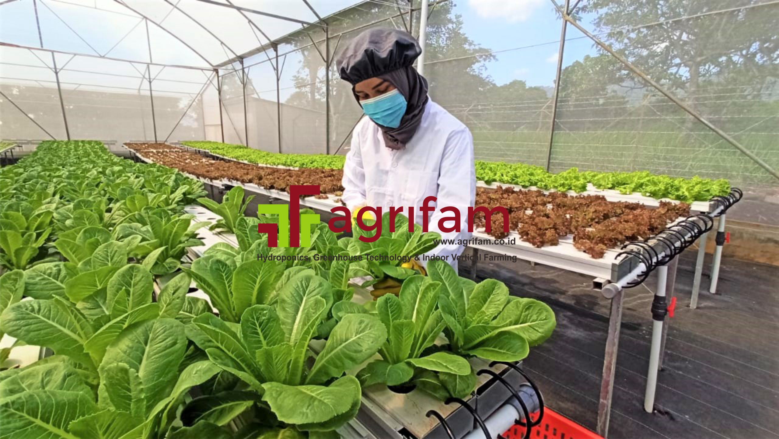 Budidaya Bersama Team Agronomi AgriFam